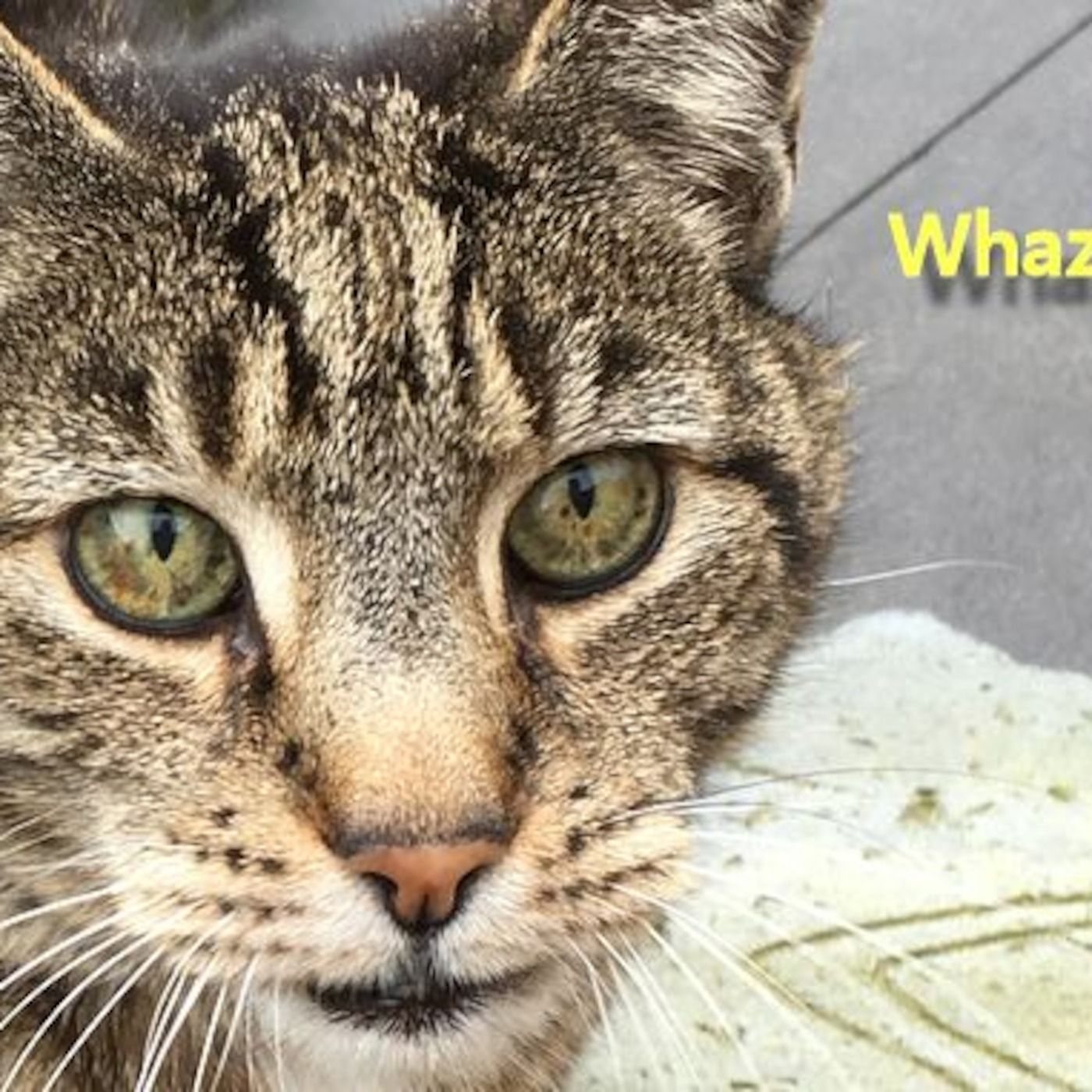 WhazIt.com\'s Podcast