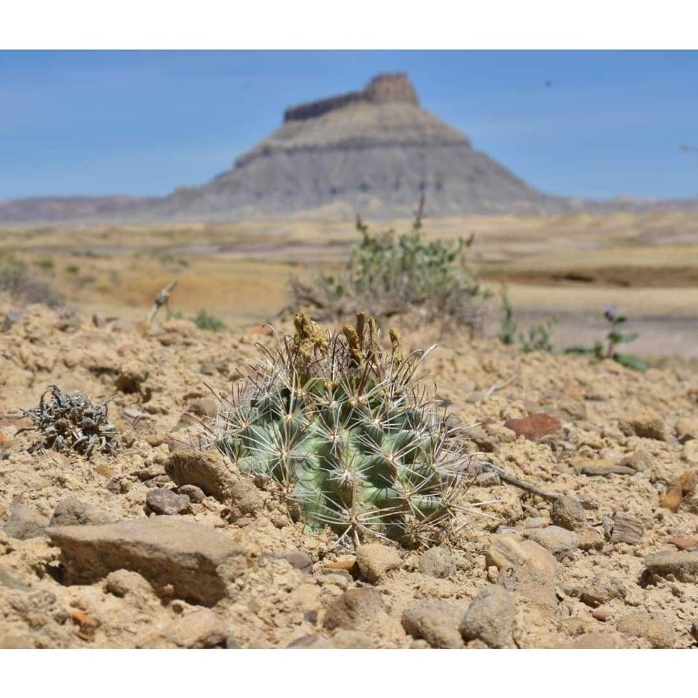 More Milkweed Dungeons in Nevada and Utah