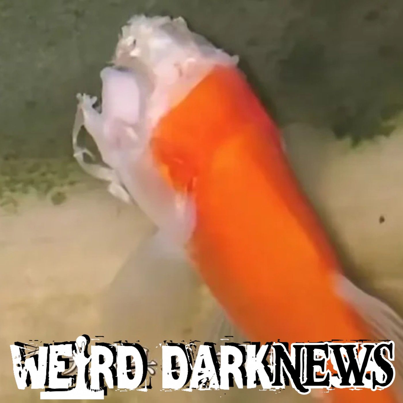 This Goldfish's Tankmates Ate His Face Off | He Kept Swimming Like Nothing Even Happened!