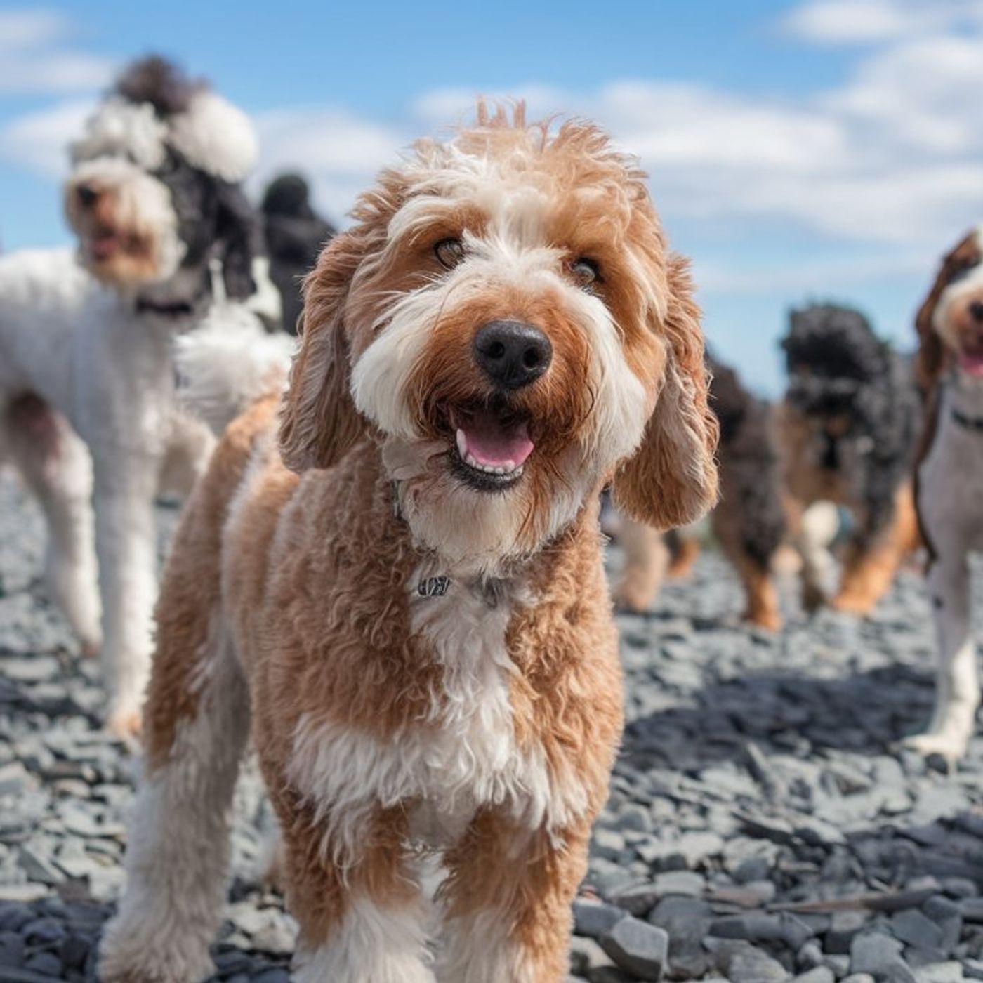 Understanding the Charm of a Dog Breed P podcast artwork
