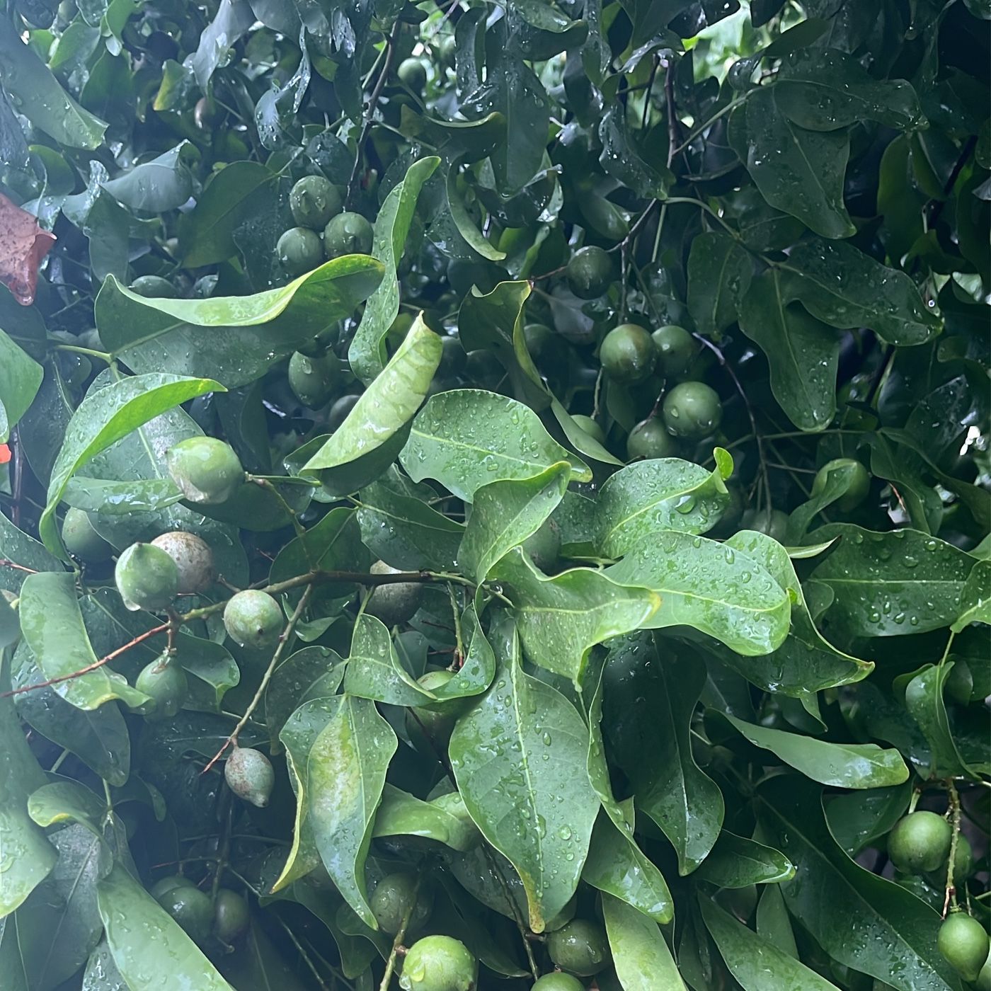 Tipos de Sociedades Comerciales en RD