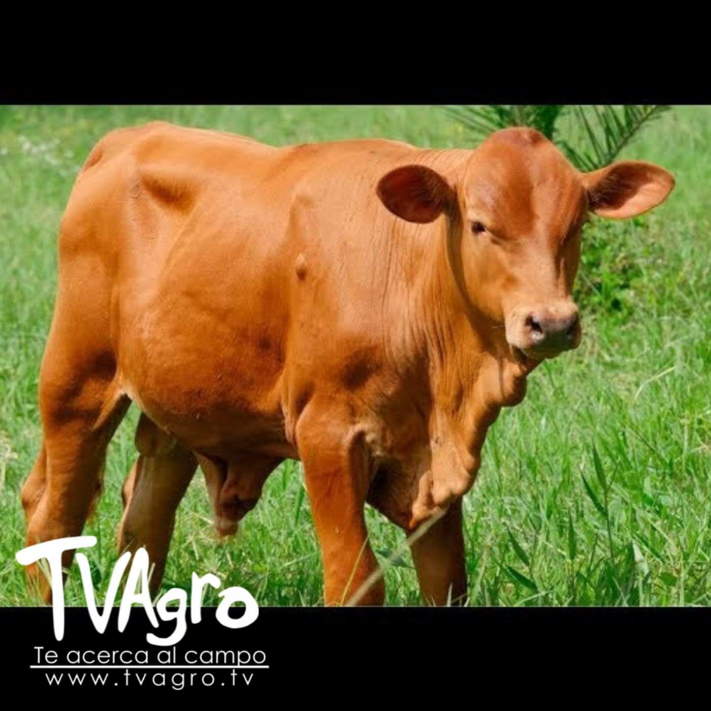 TV AGRO