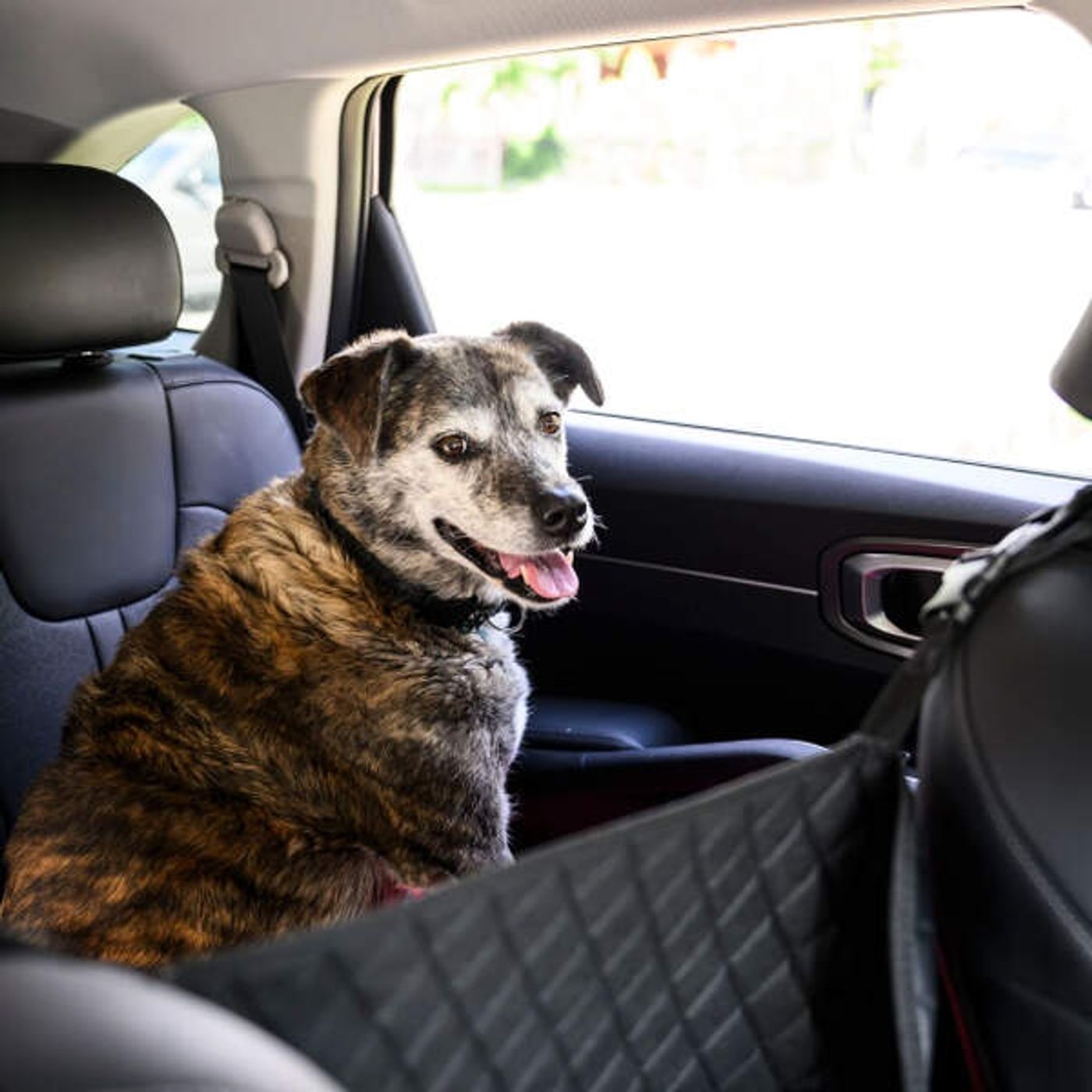 MP Masse pushes U.S. to reduce 'challenging' dog-rabies regulations for Canadians episode artwork