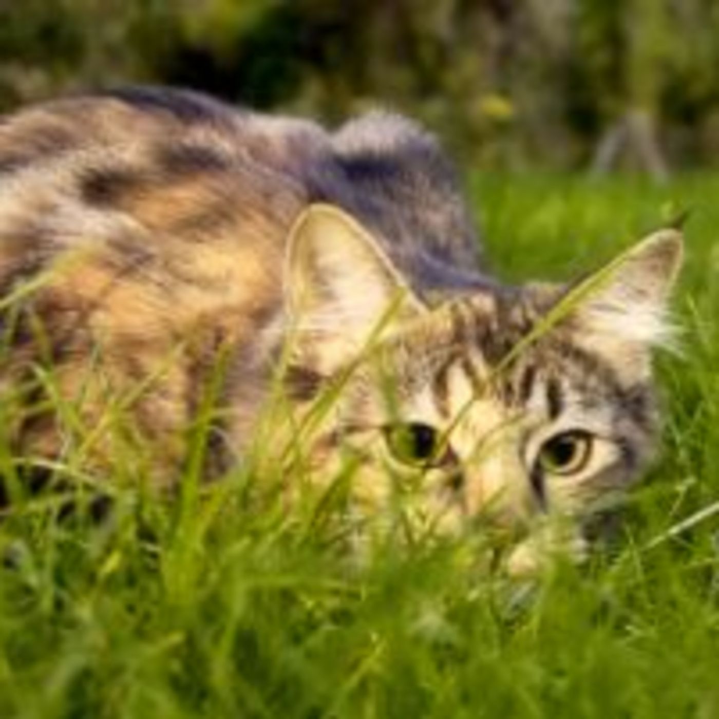 Feed Your Cat's Wild Side