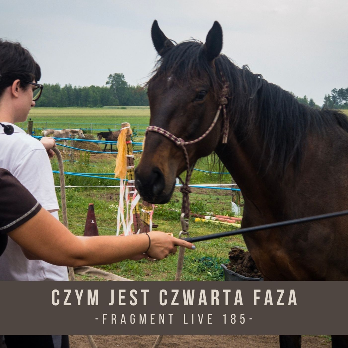 Psychologia & Trening Koni - Alfa Horse