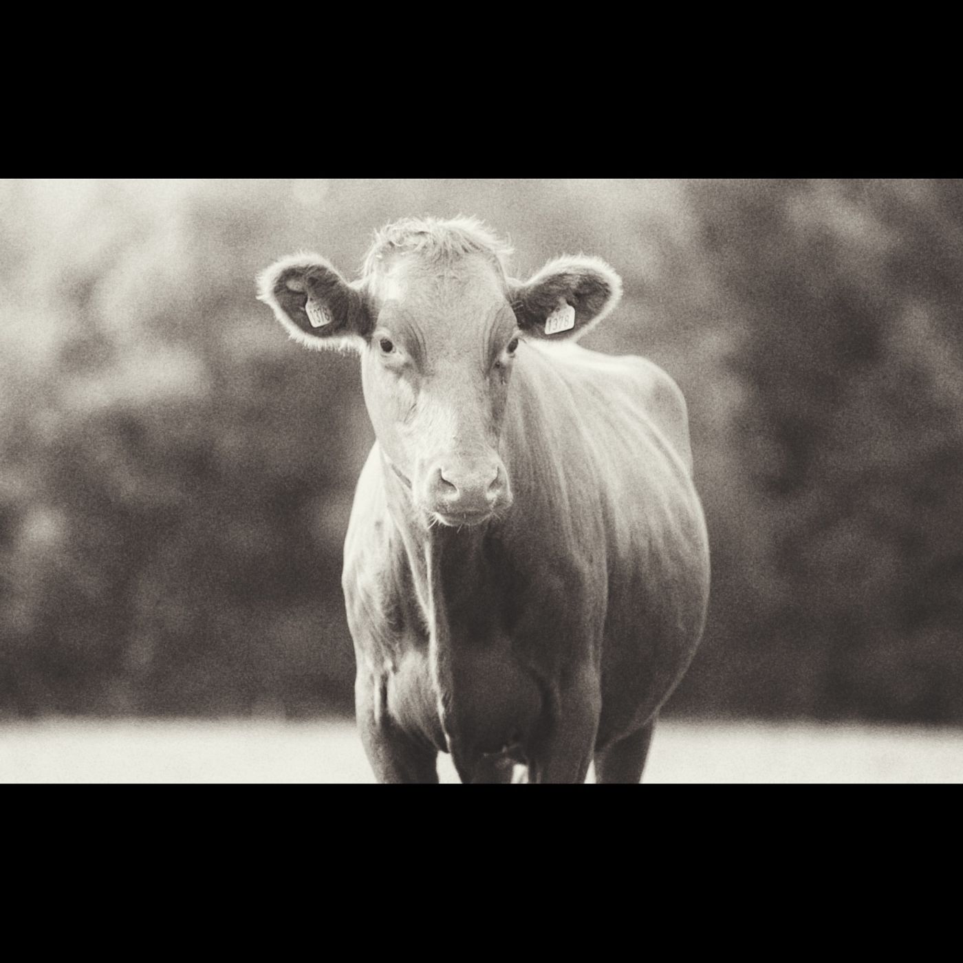 Edrada - cencerros, vacas y perro.