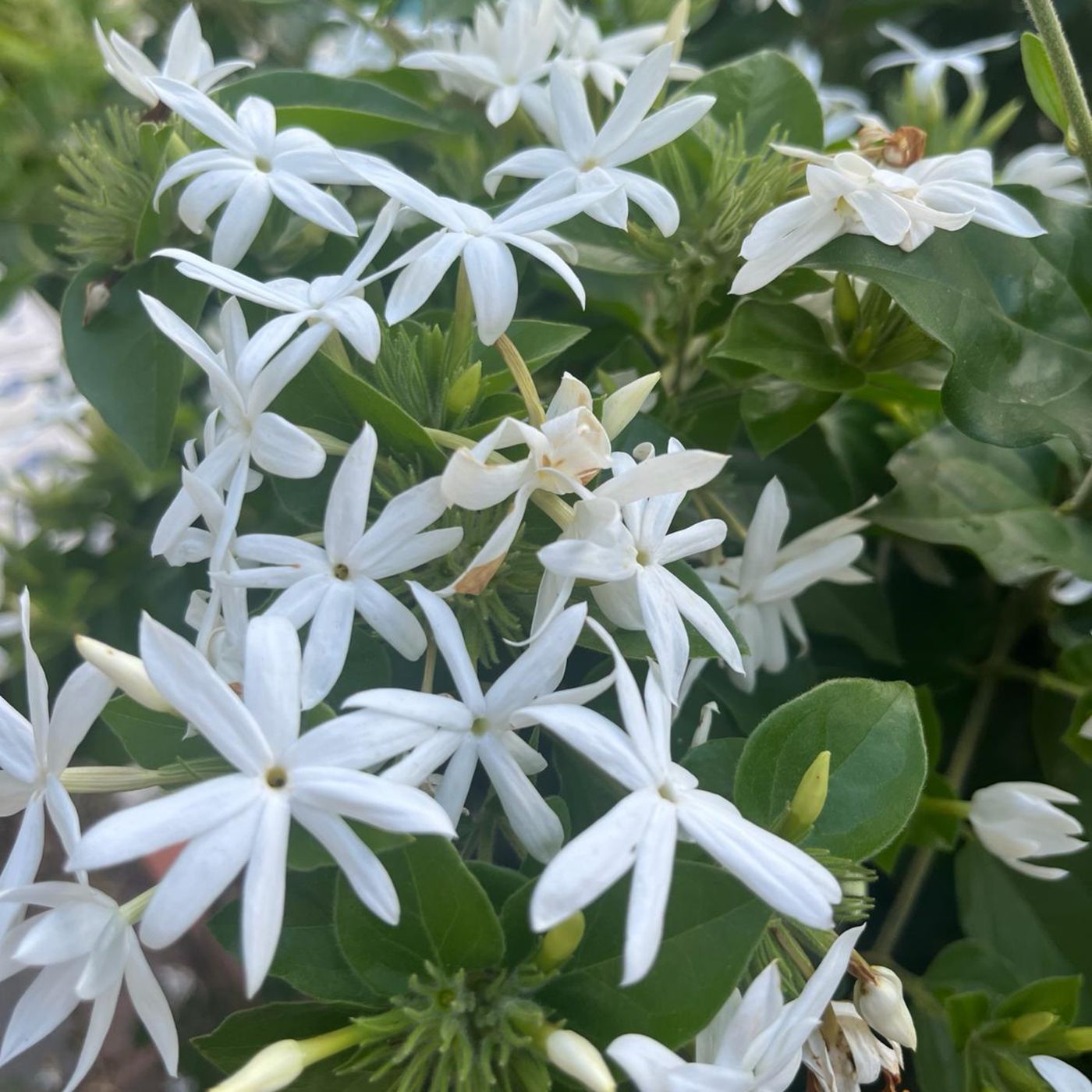 MANOLITA Y JACINTA EN EL LAGO DE LOS LIRIOS