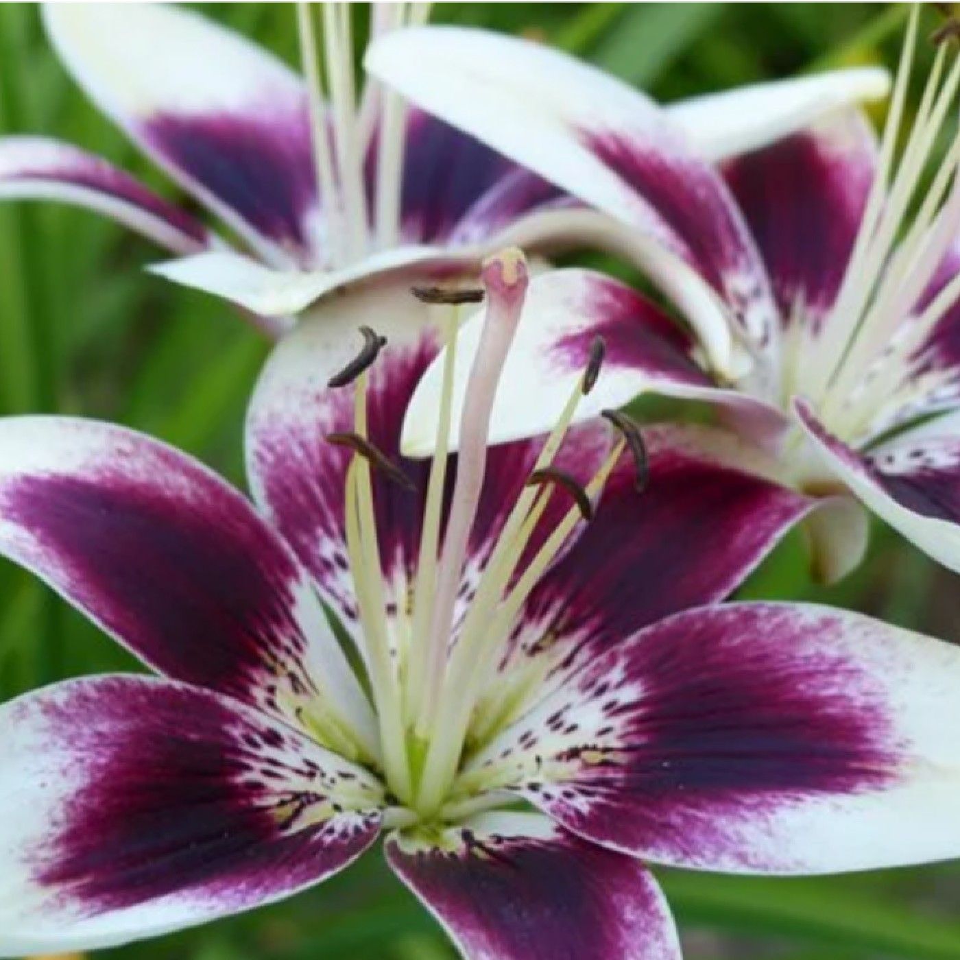 Consider The Lilies w Stephanie Jackson podcast artwork