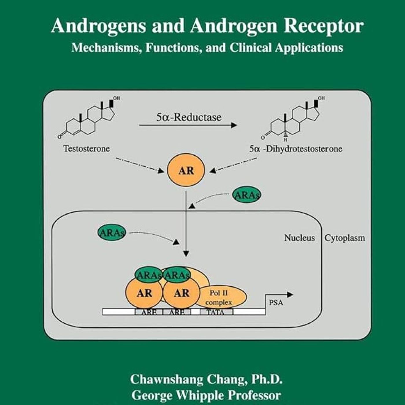 Androgens and Androgen Receptor: Mechanisms, Functions, and Clini Applications