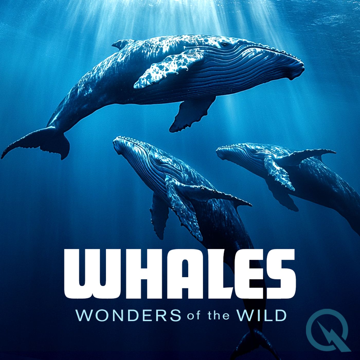 Orcas - Killer Whales