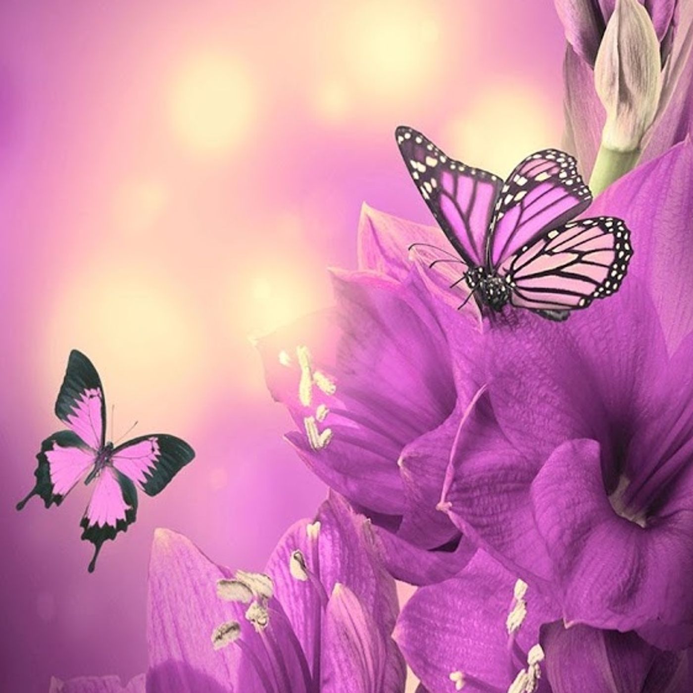 The Verolatina\'s  Show