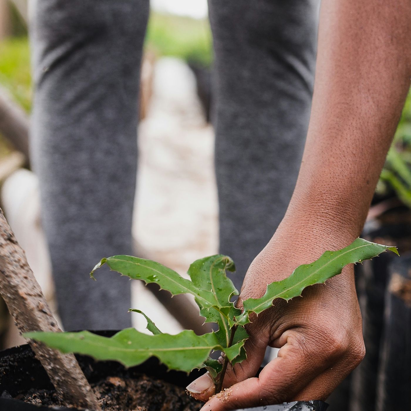cultivando el futuro