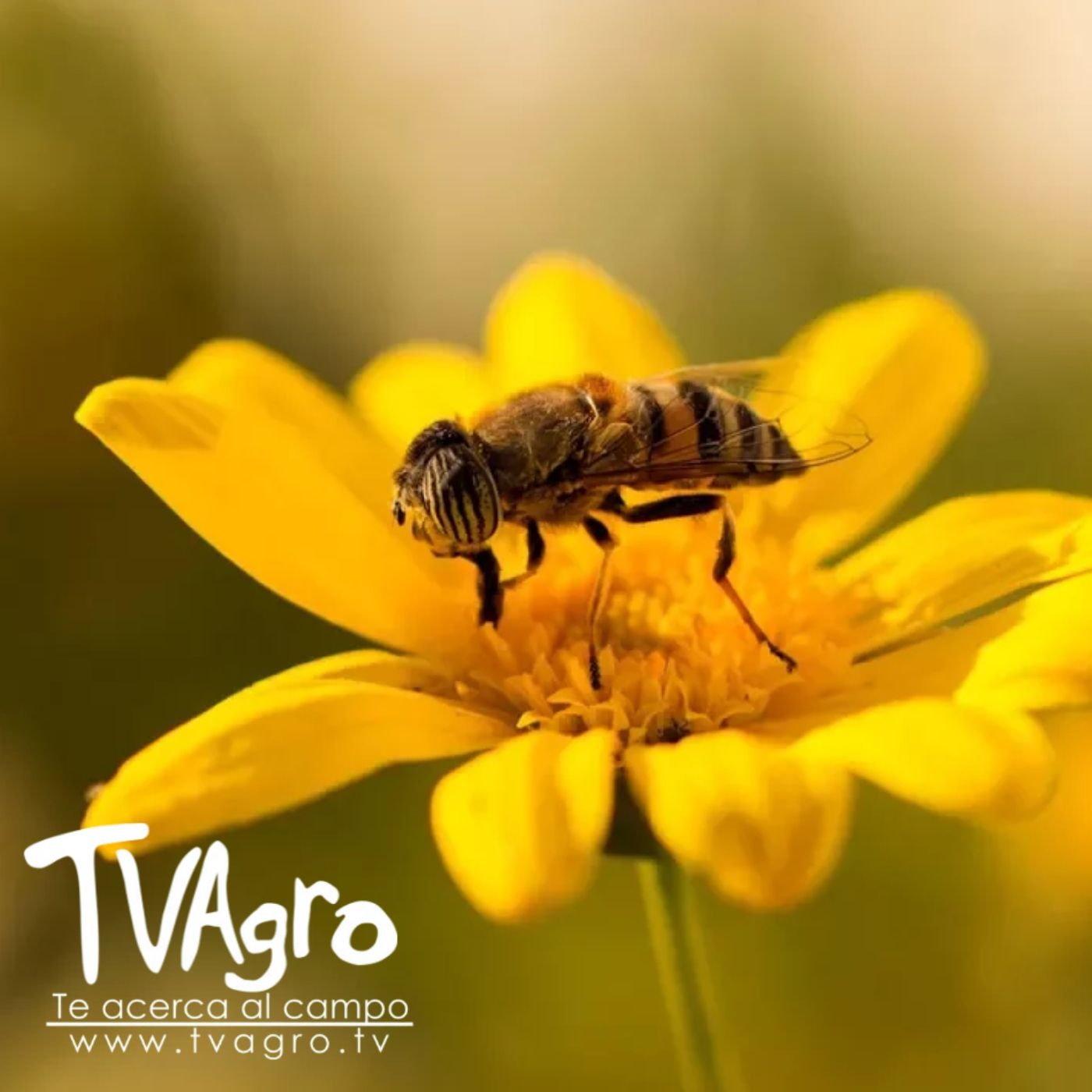 TV AGRO