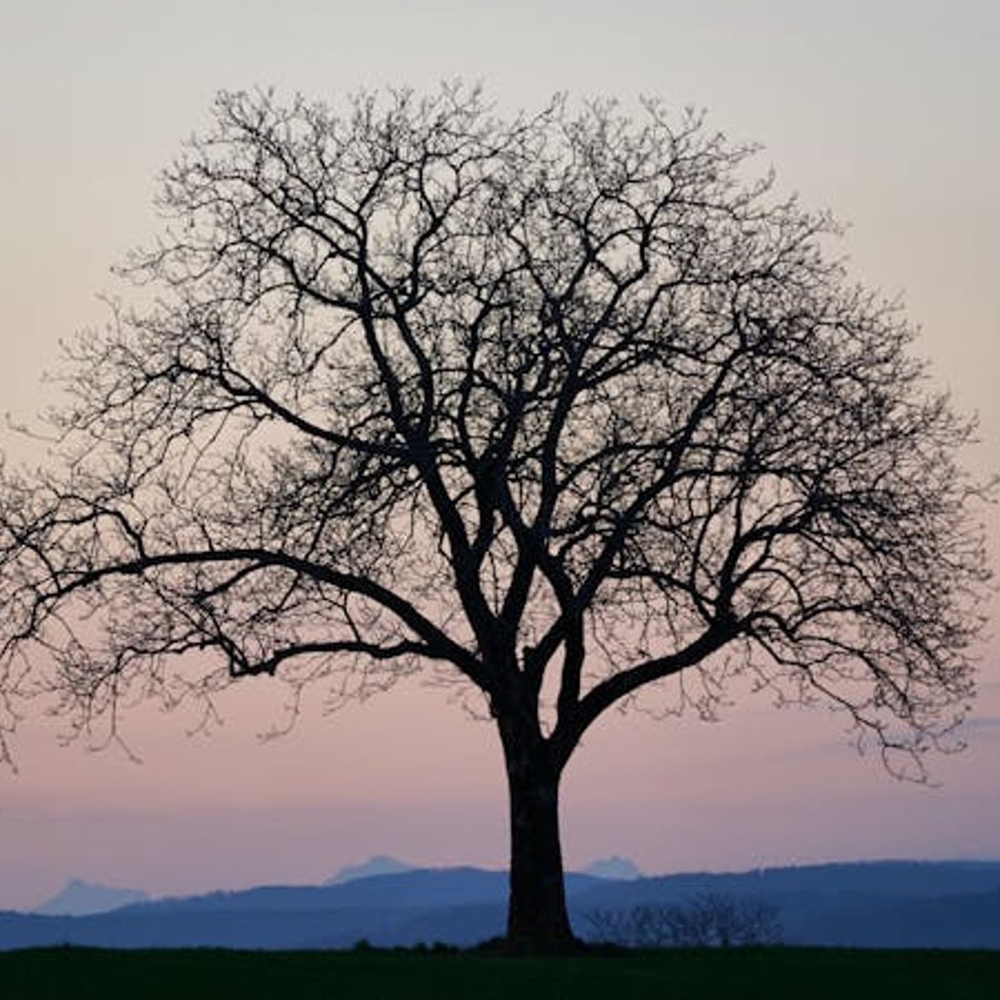 ‘Though He Slay Me’ — Why the Silence on This Verse?