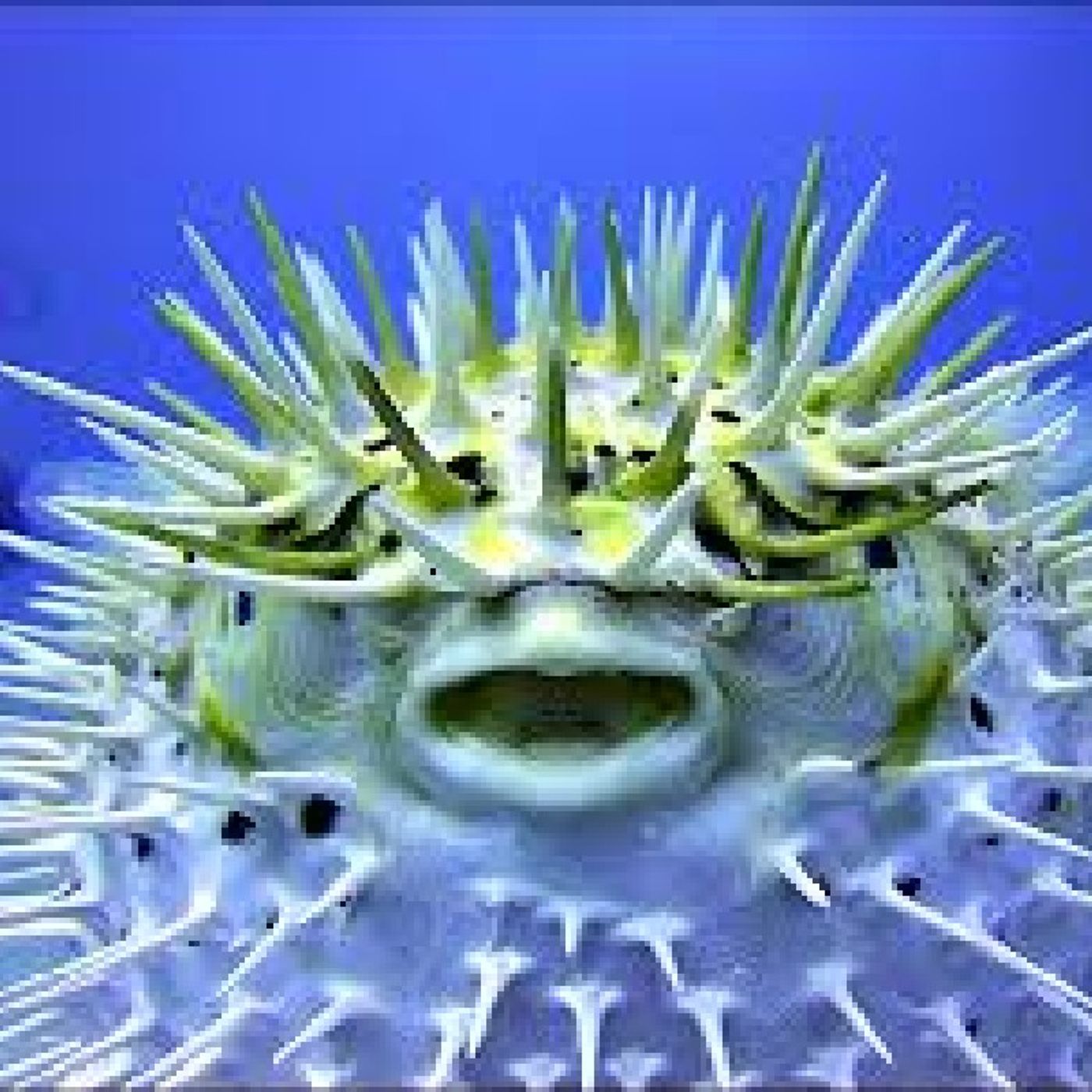Puffer Fish!