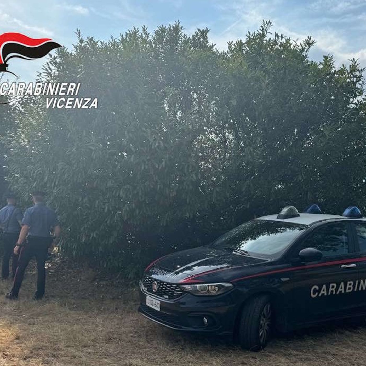14 chili di hashish in mezzo ai campi: la segnalazione di un cittadino, il blitz dei carabinieri episode artwork