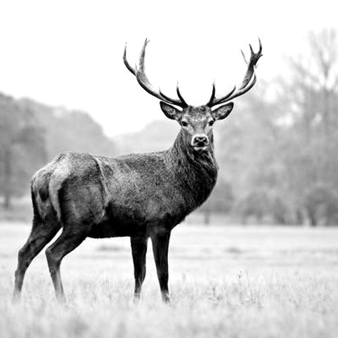 Bauni fortæller historier