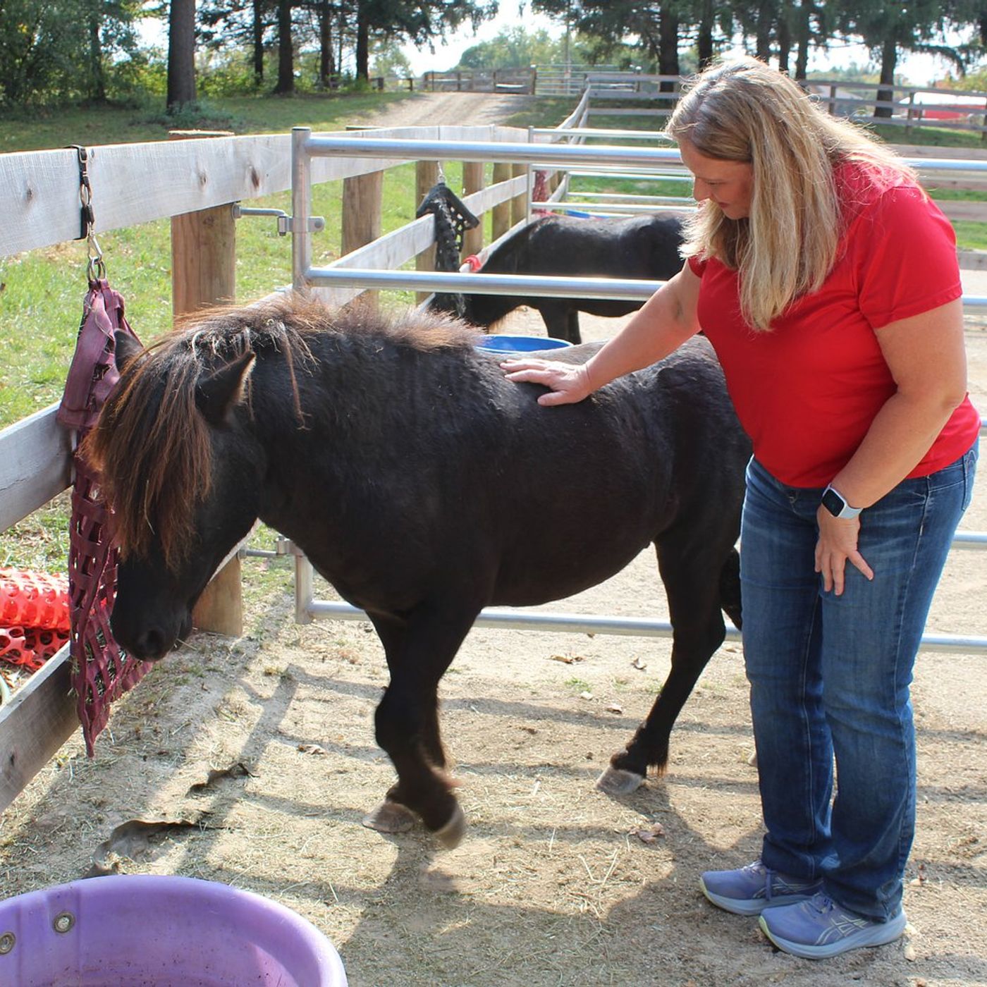 Woodstock horse rescue launches program to help domestic violence survivors episode artwork