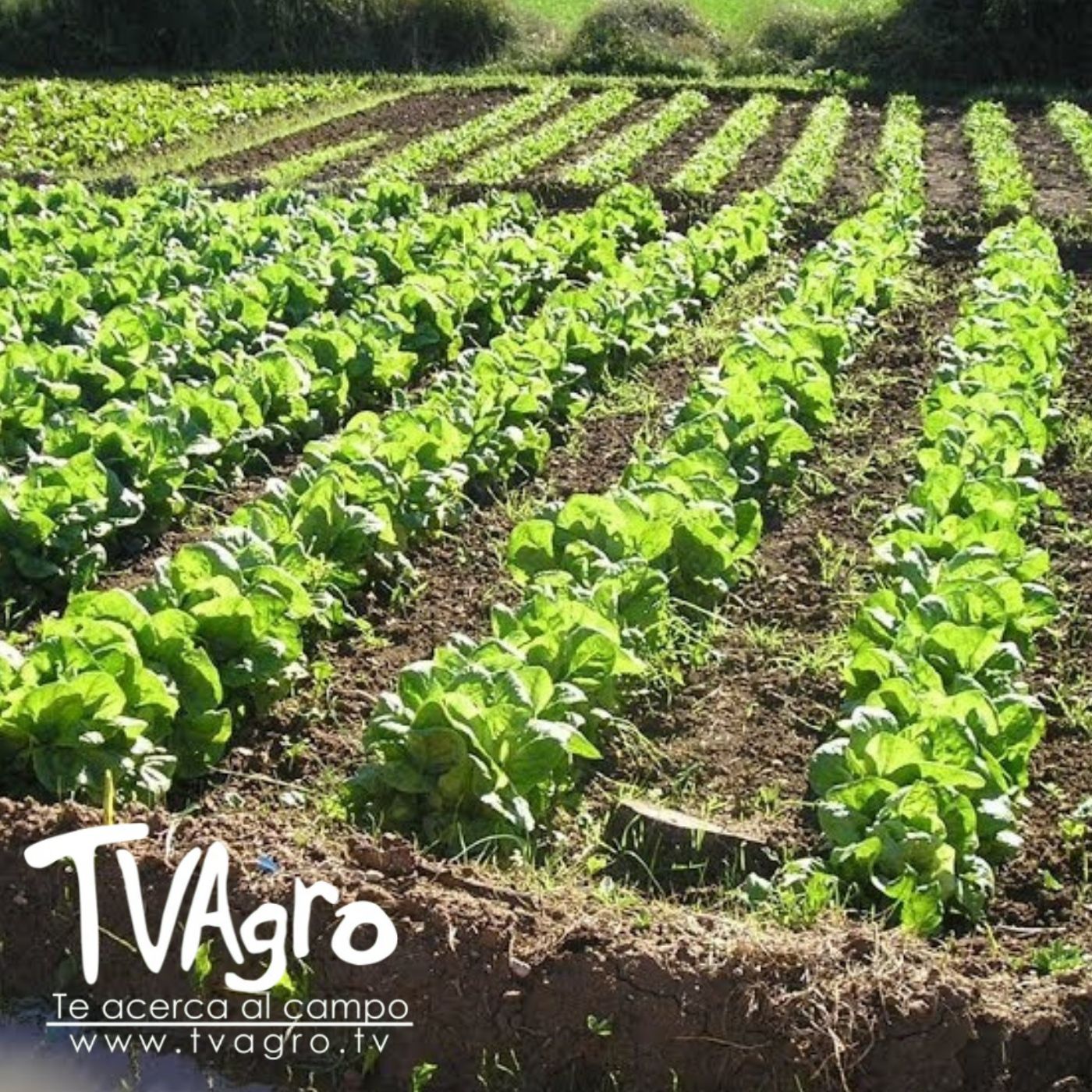 TV AGRO