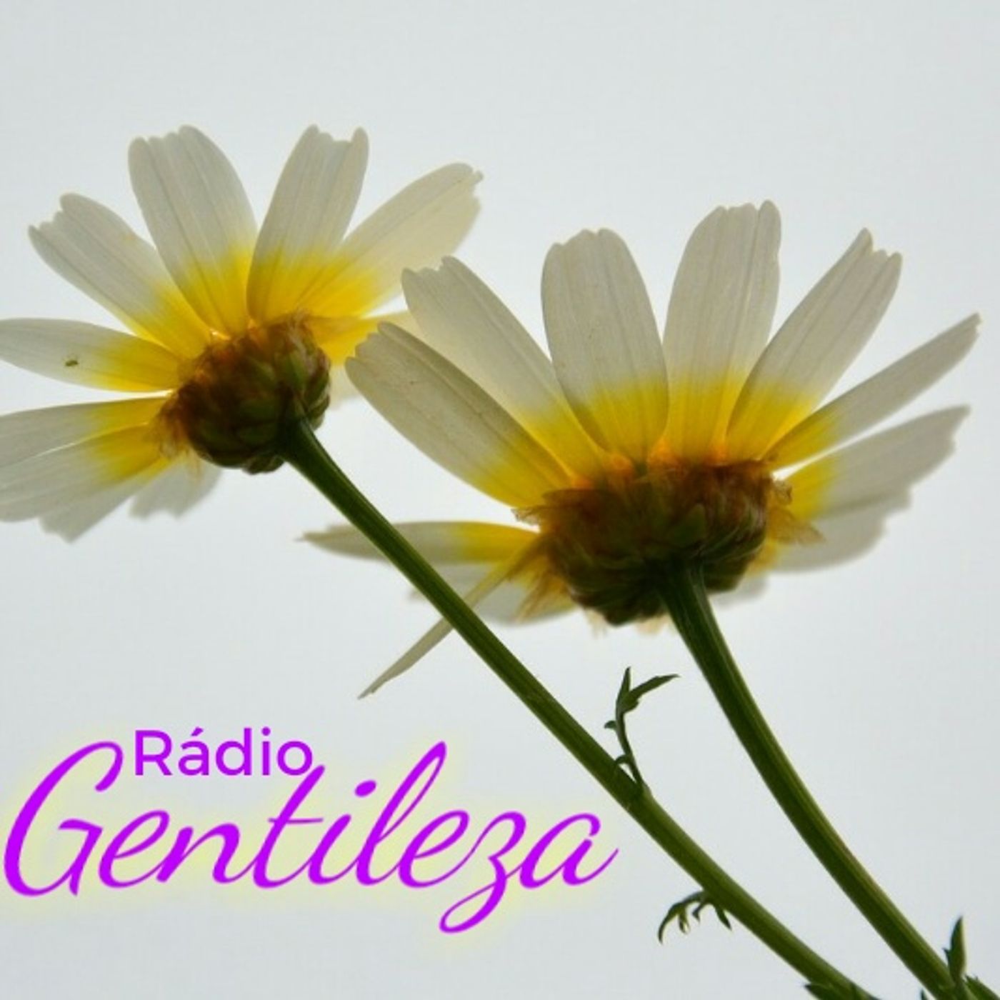 The Rádio Gentileza Show