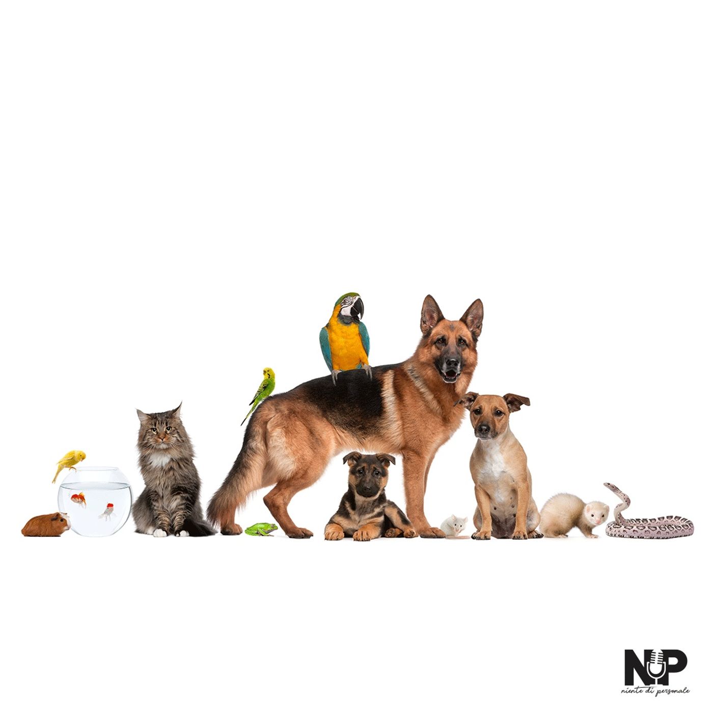 Puntata 11: "Tutti gli animali sono domestici?"