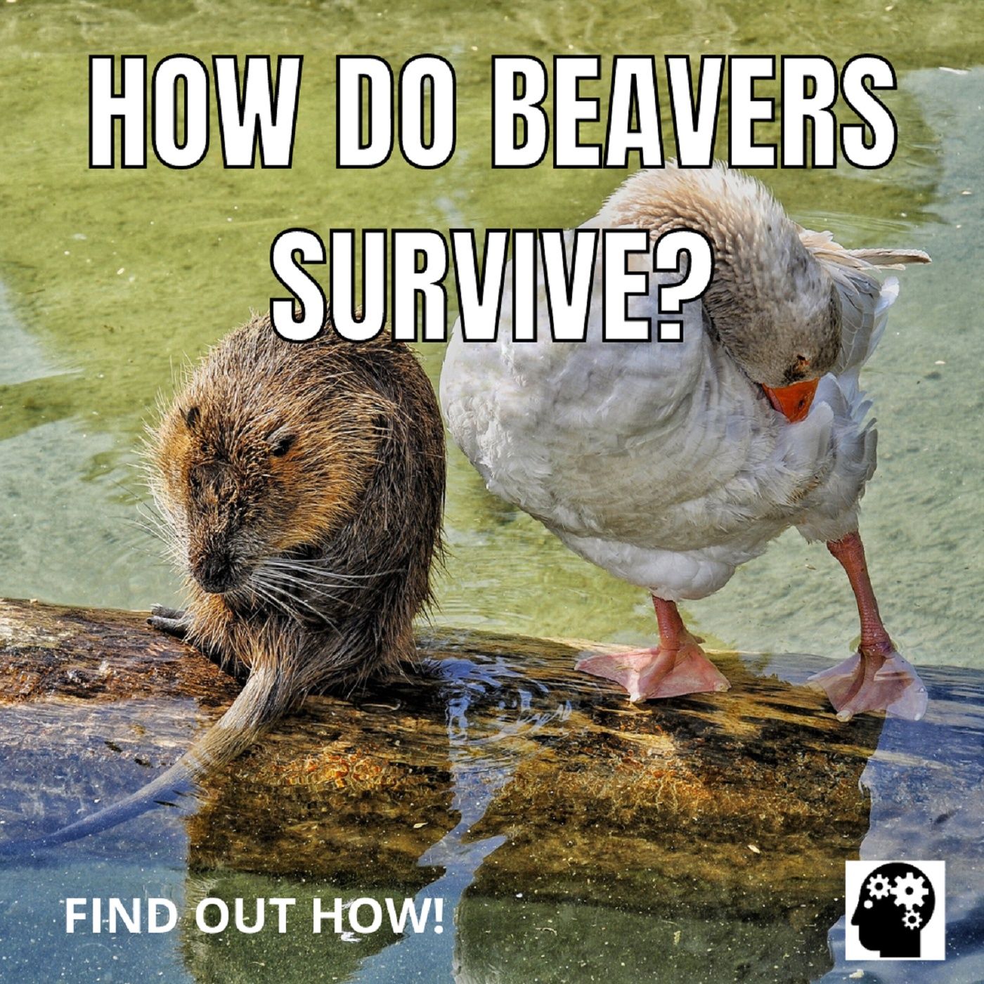 How Do Beavers Survive?