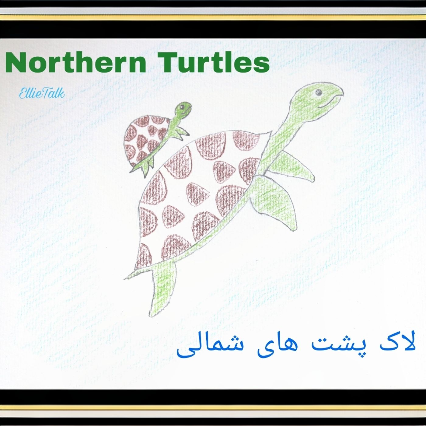 Northern Turtles podcast artwork