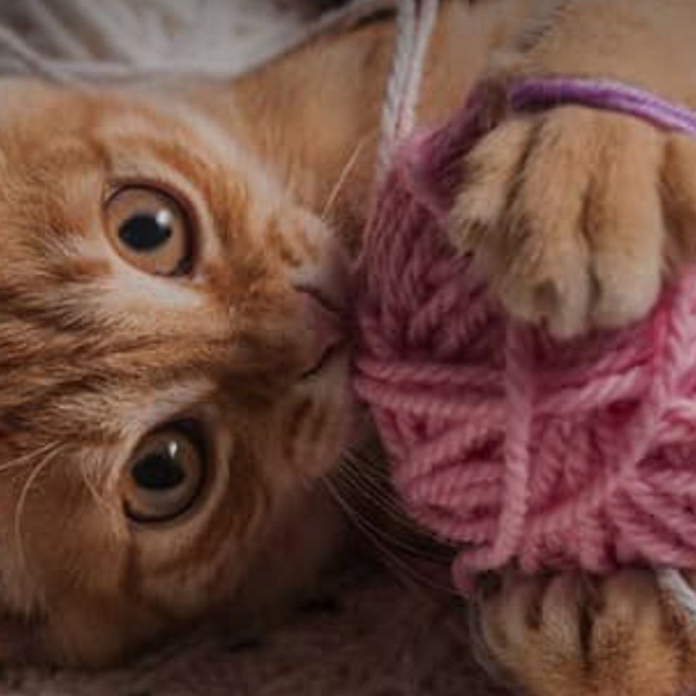 My cat ate my bed sheet! Does your cat eat non-food items like paper and strings?