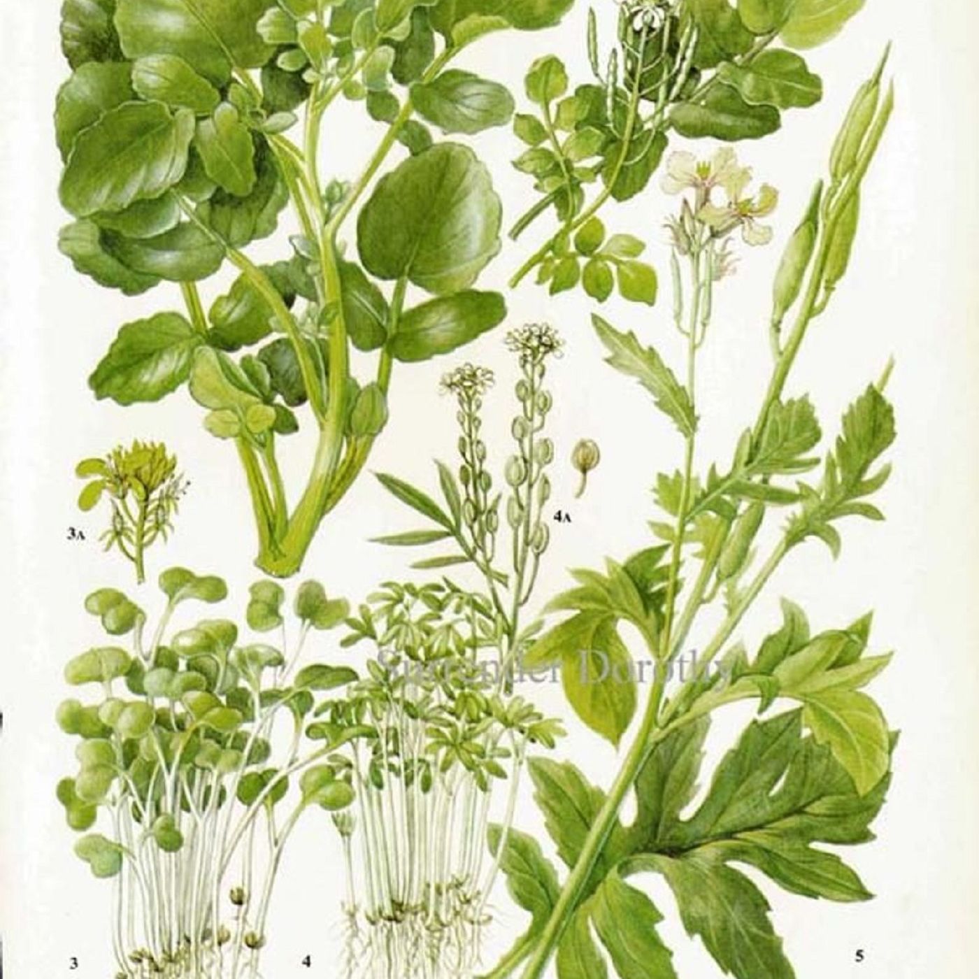 Southern Appalachian Herbs