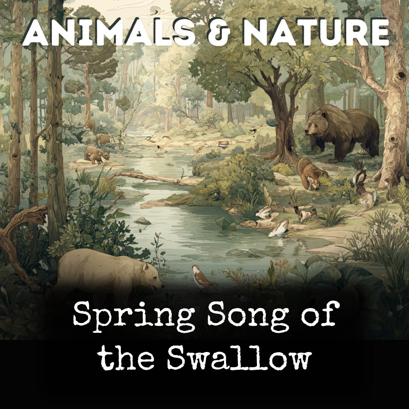 Spring Song of the Swallow cover art