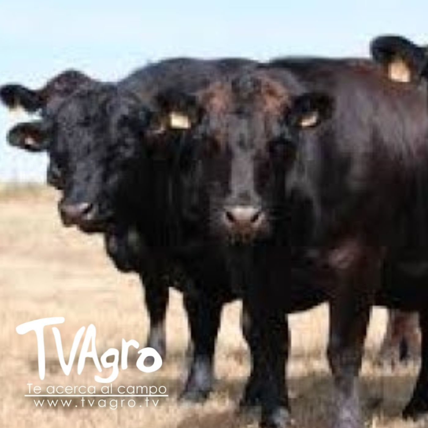 TV AGRO