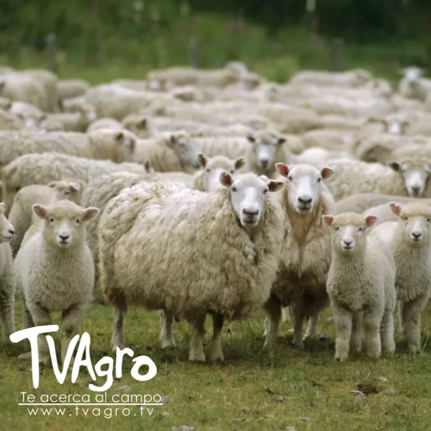 TV AGRO