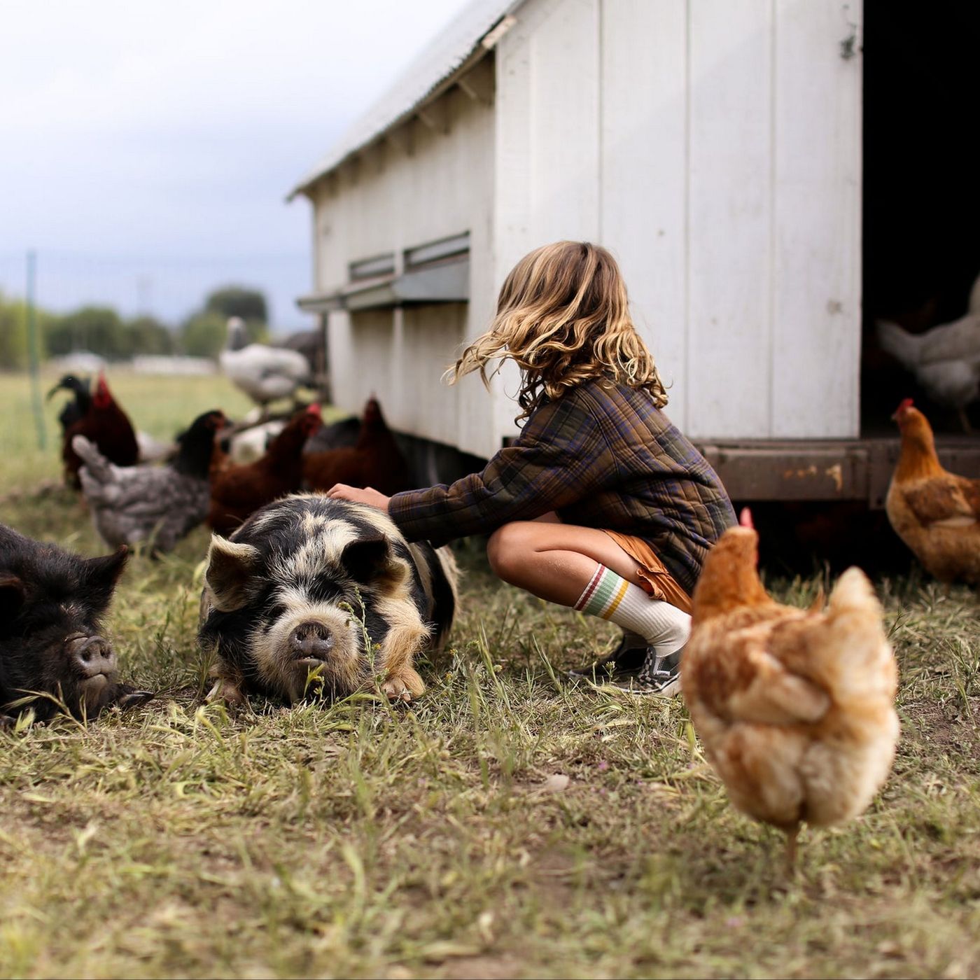 Outdoor Access or Pasture Raised: What’s Best for the Chicken? episode artwork