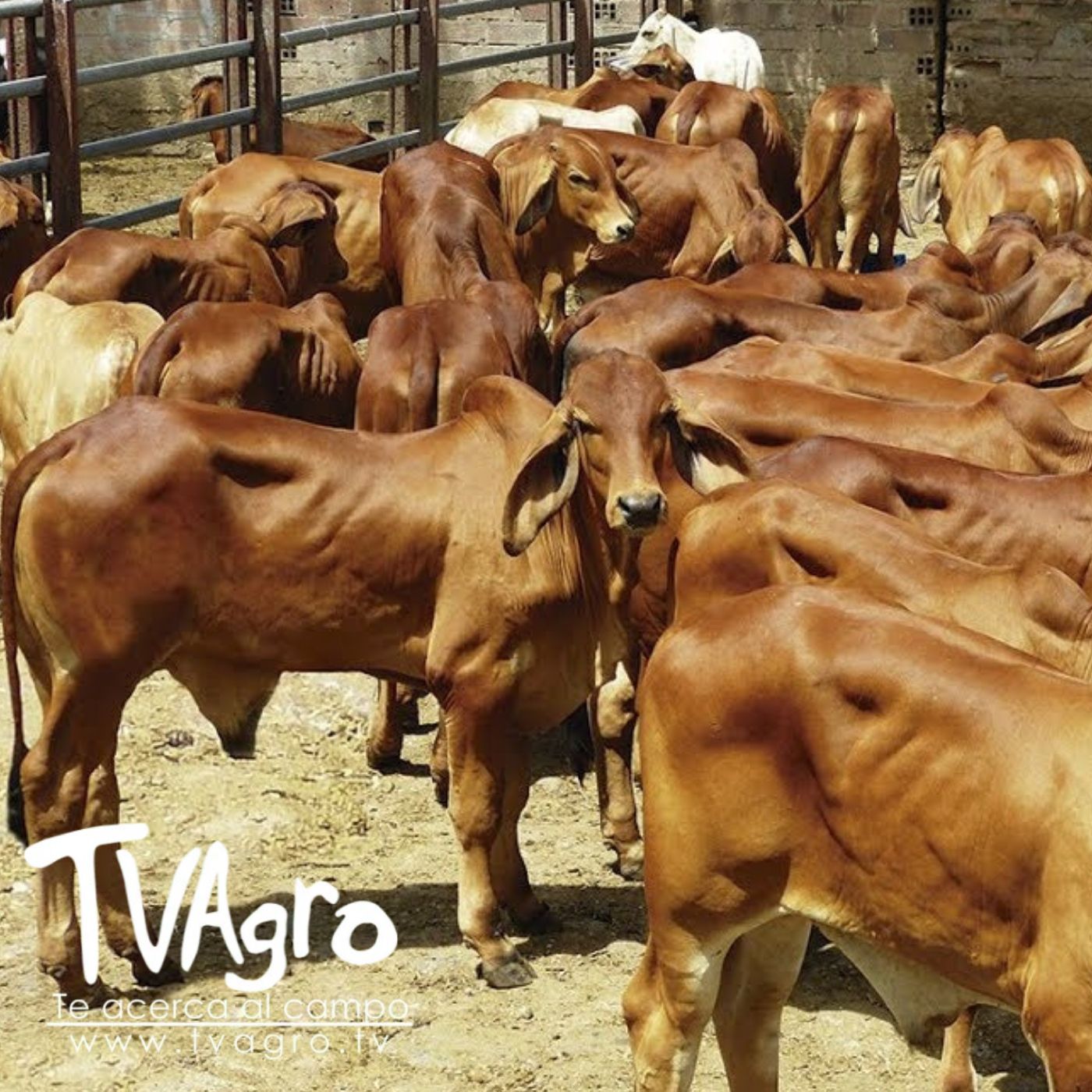 TV AGRO