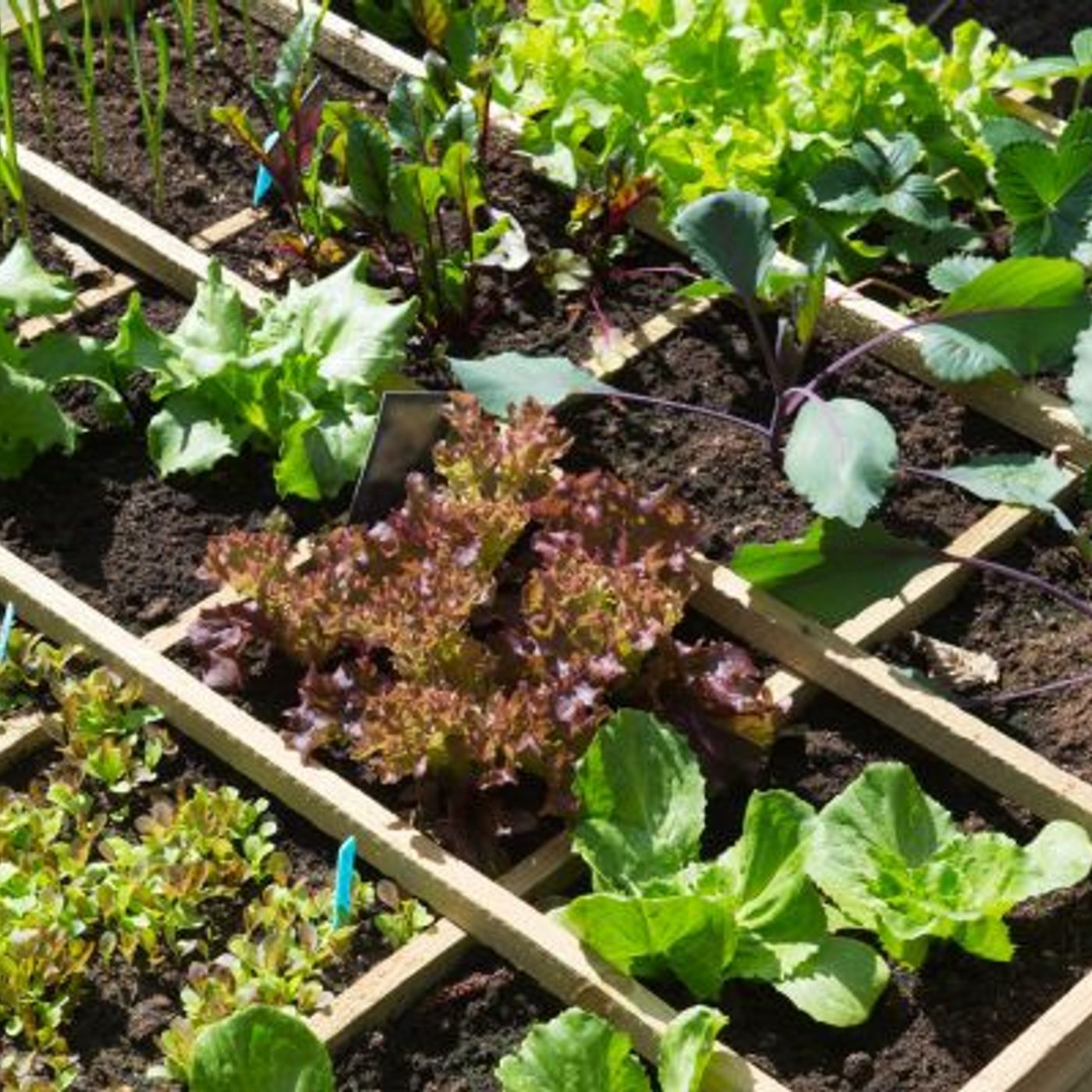 Noocity : le potager qui permet aux employés de cultiver bien plus que des légumes episode artwork
