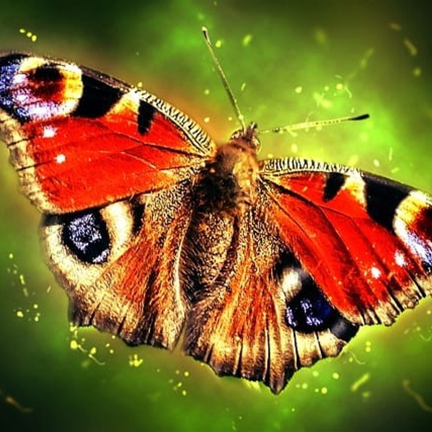De Dagpauwoogvlinders | Verhalen Over Insecten episode artwork