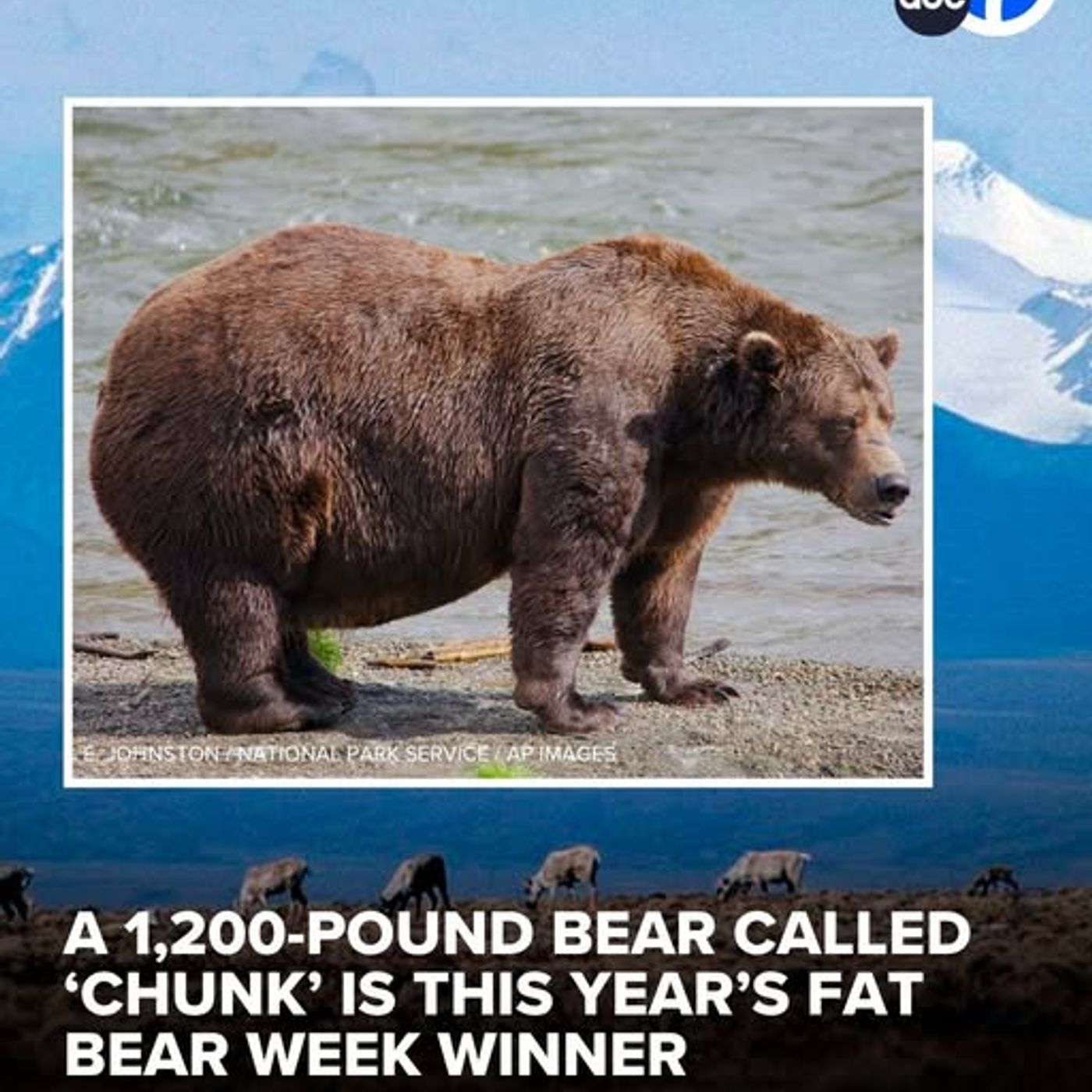 Alaska's Fat Bear Week contest has a winner_100225