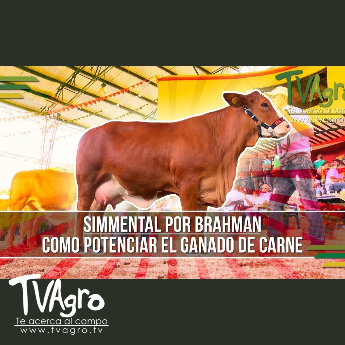TV AGRO