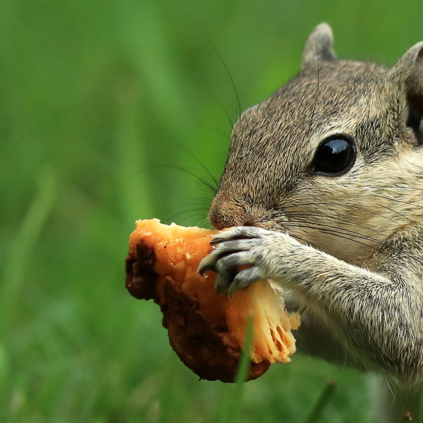 Squirrel Sidewalks in Maine?