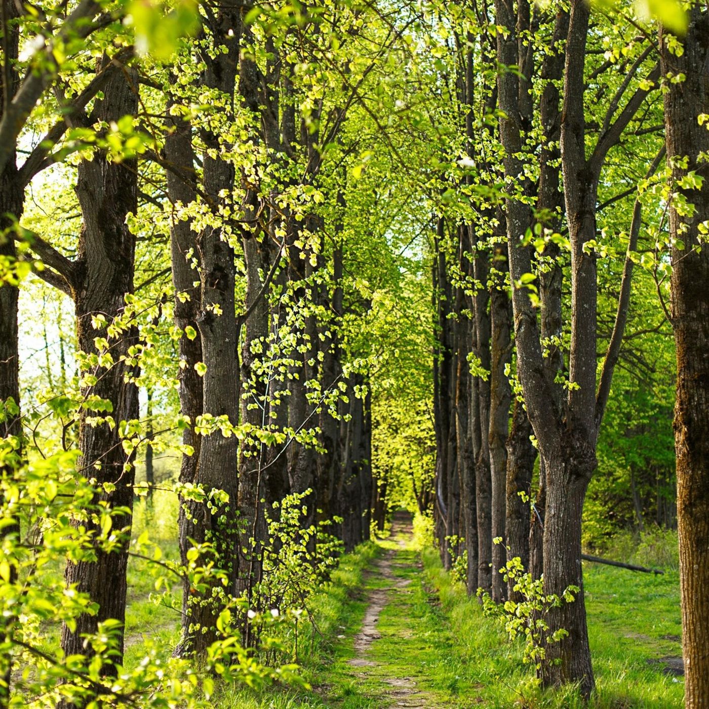 Sleep Sounds by Tmsoft