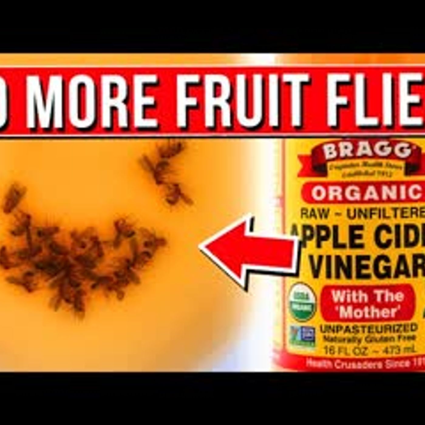 11 BEST Ways To Permanently GET RID Of Fruit Flies Naturally! episode artwork