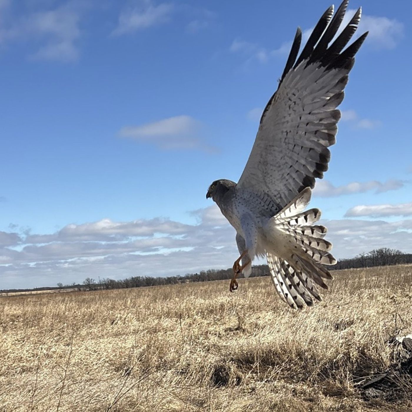State-endangered Northern harrier rehabbed by McHenry County Conservation District episode artwork