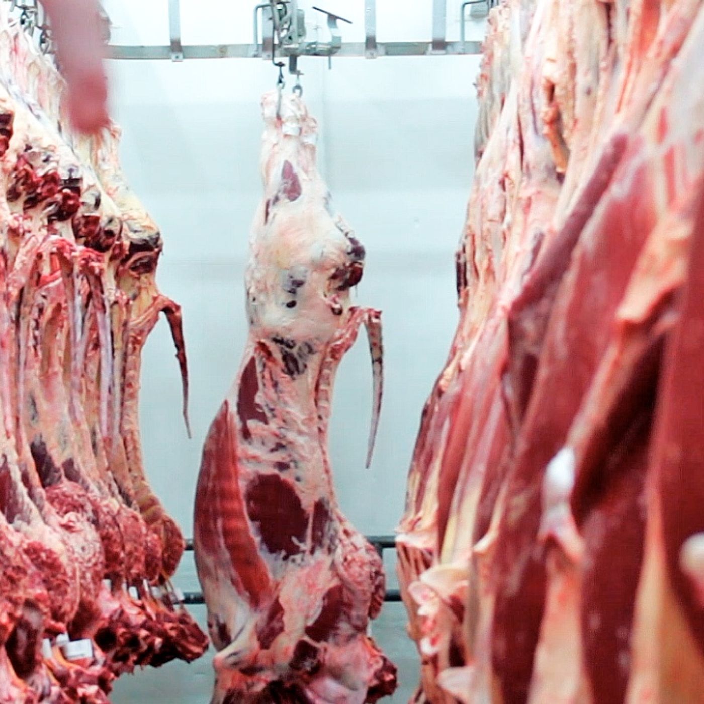 Audiolibro ModeloProductivo Carne Bovina