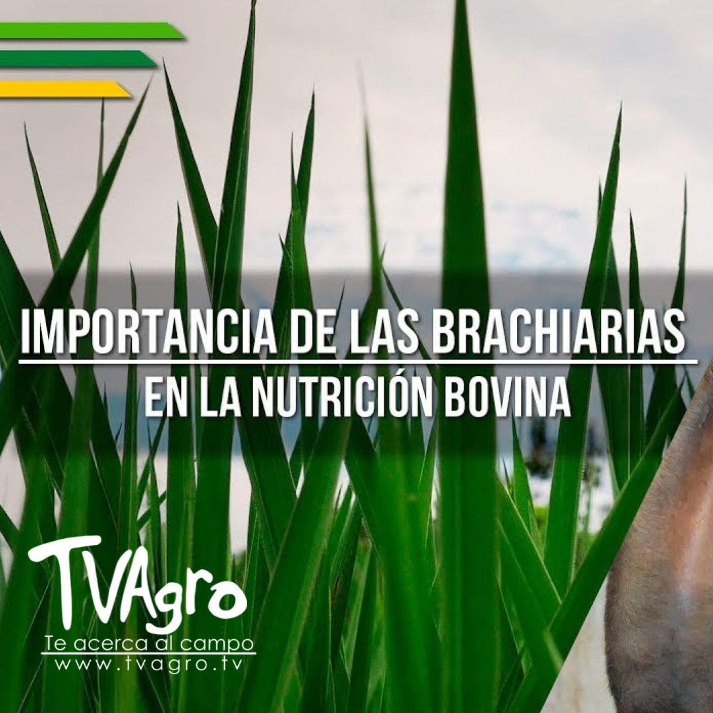 TV AGRO
