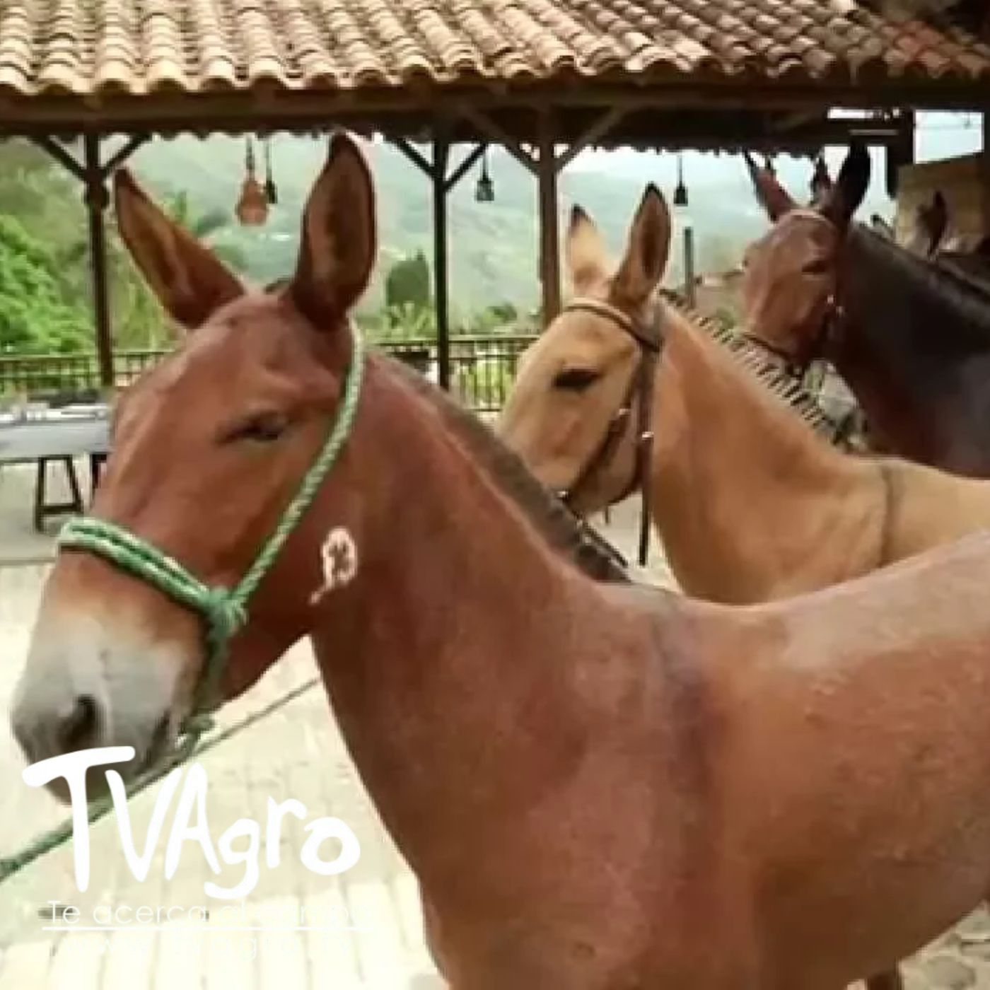 TV AGRO