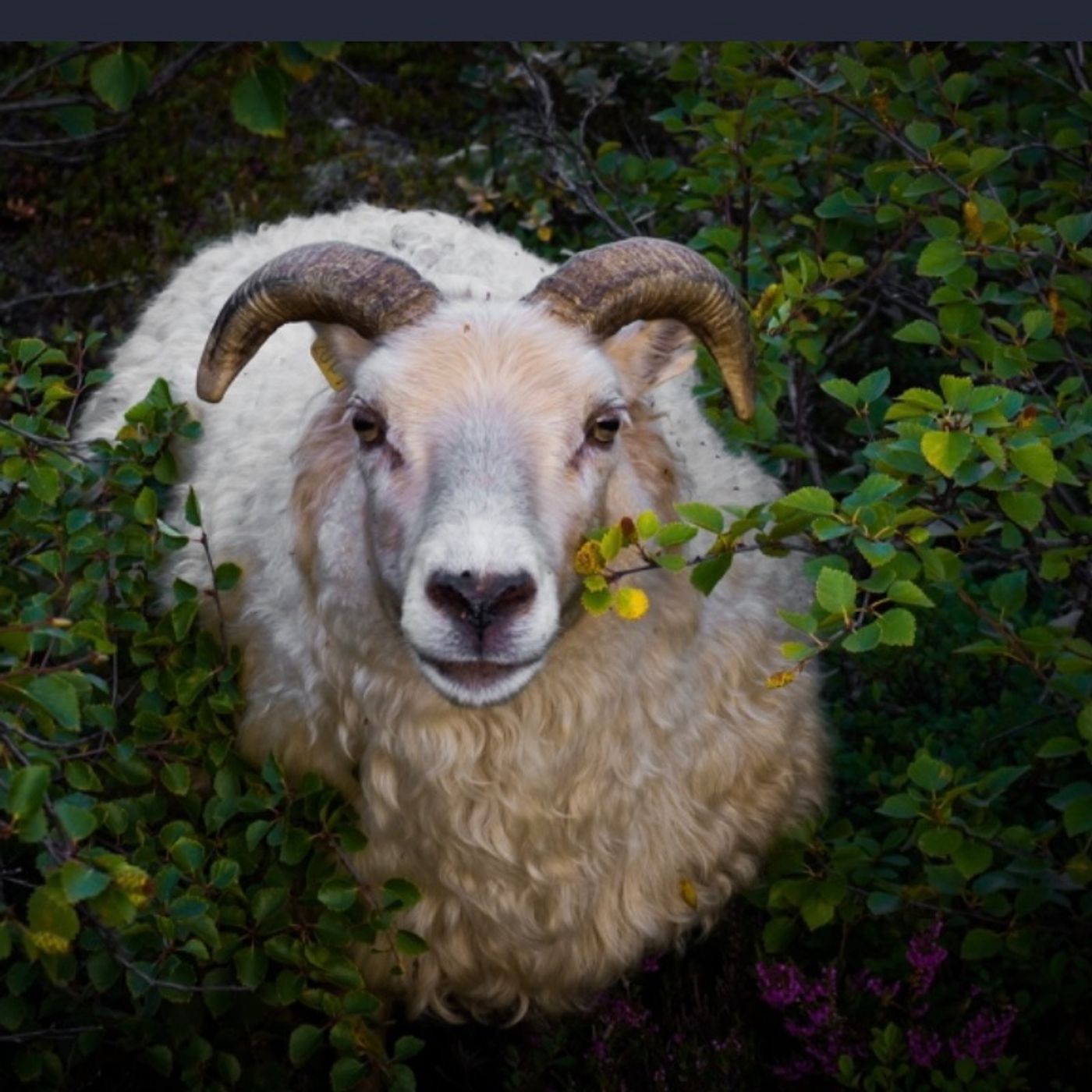 74) Being God’s Vessel Podcast - French Press Coffee and a Ram in the Bush