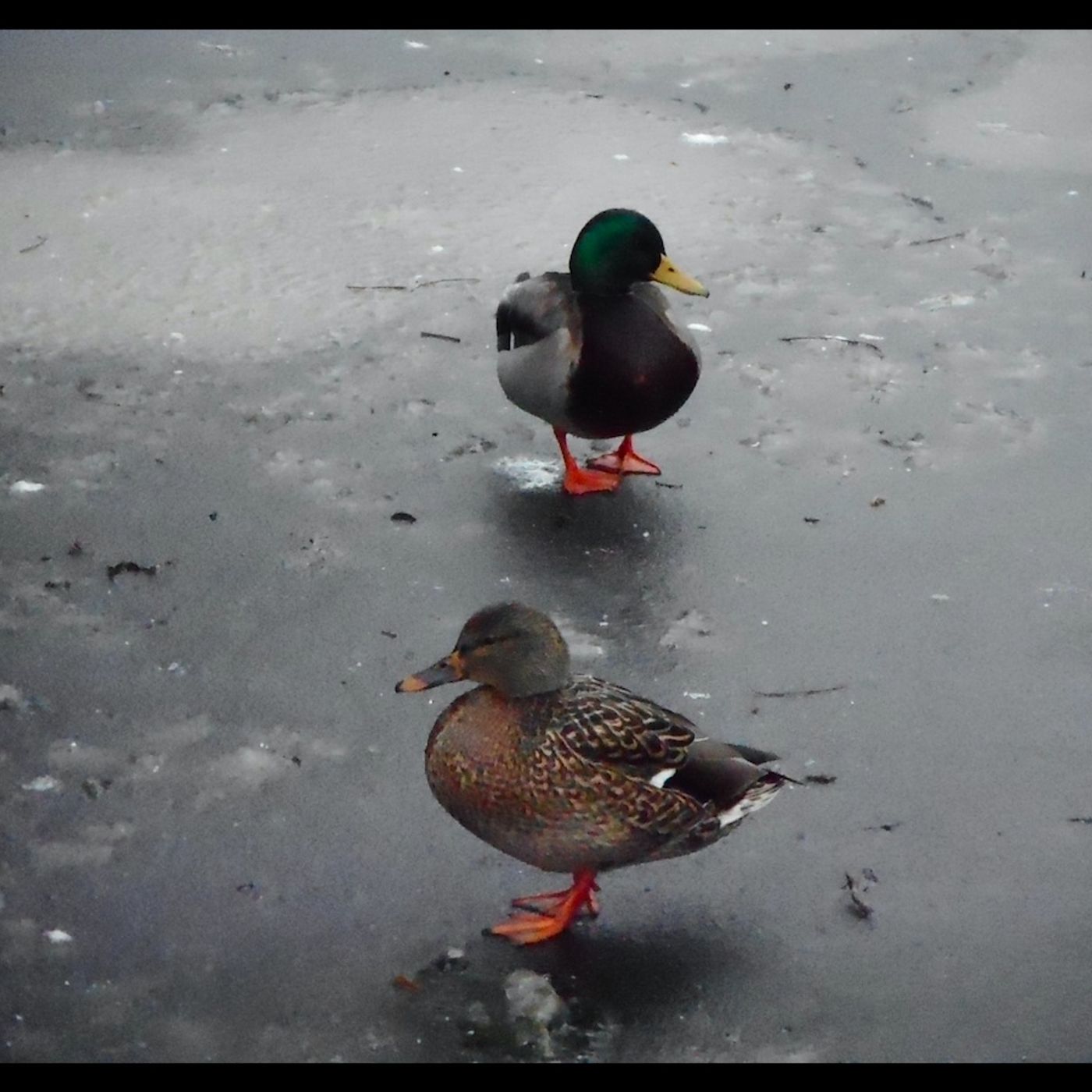 Running for the birds