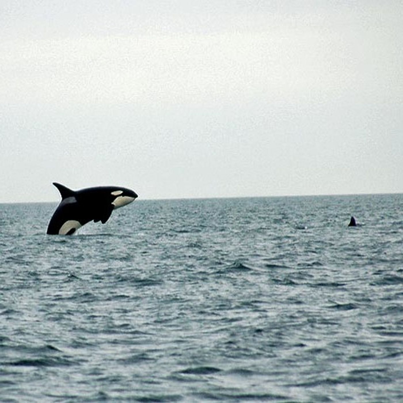 Researchers On Hunt For Killer Whales' Winter Hideout episode artwork