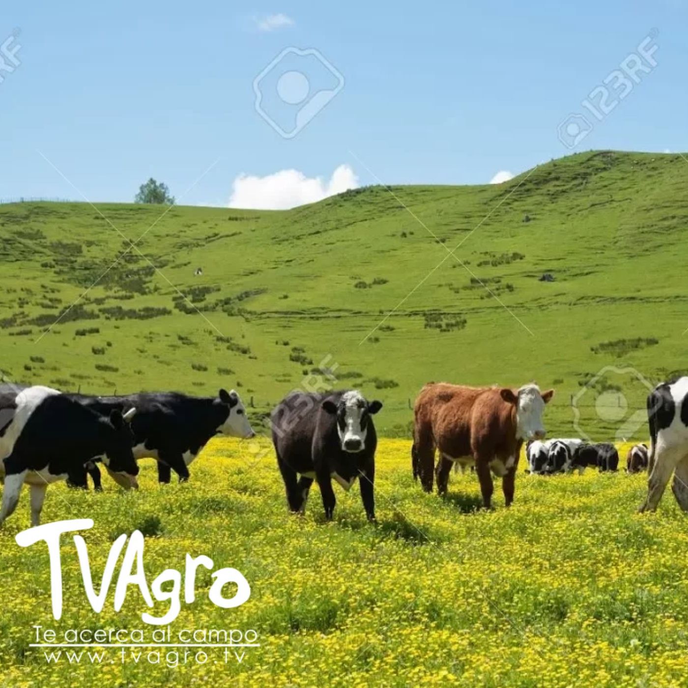 TV AGRO