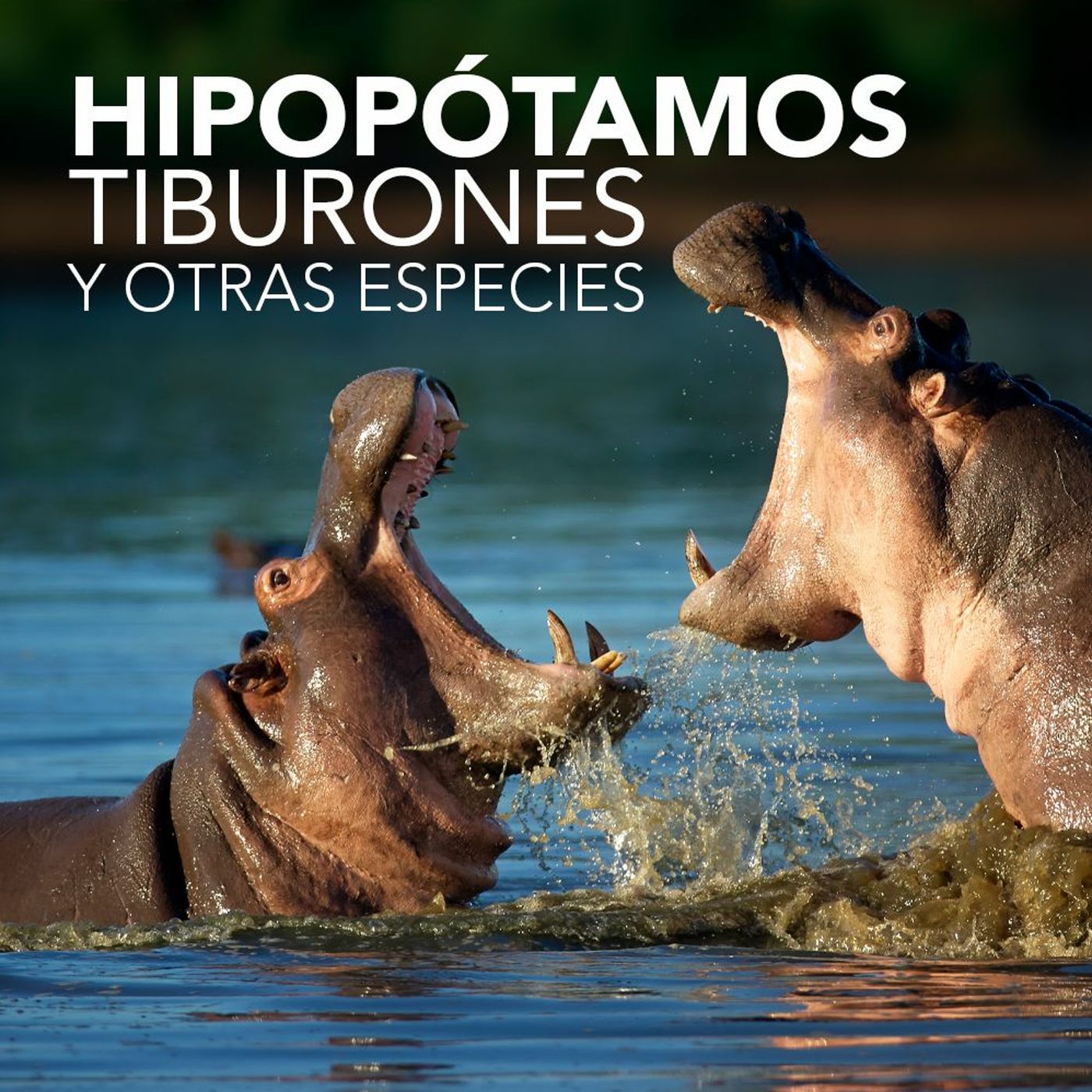 Hipopótamos, tiburones y otras especies en Colombia | Desafíos RCN-Javeriana episode artwork